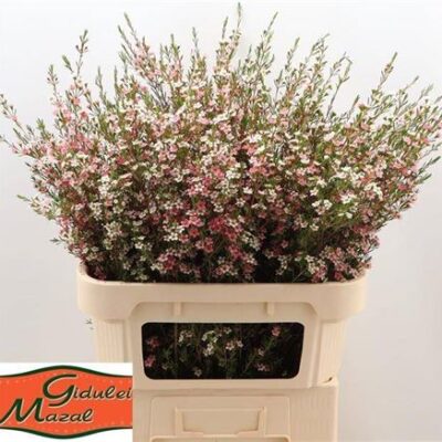 Хамелаціум 'My Sweet 16'