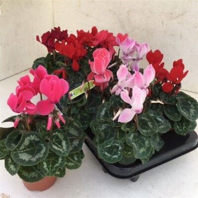 Цикламен 'Sup Allure'