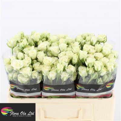 Кущова троянда 'Snowflake'