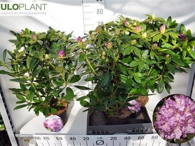 Рододендрон 'Grandifloru'