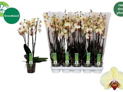 Орхідея 'Desert Breeze'