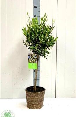 Оливка 'Europaea'