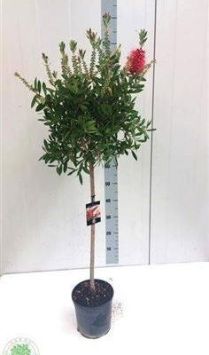 Калістемон 'Splendens'