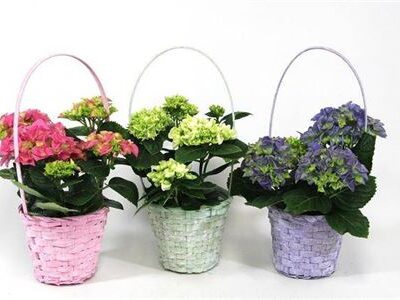 Гортензія 'Ov'