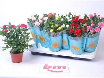 Троянди в горщику 'Gem 7 Srt'