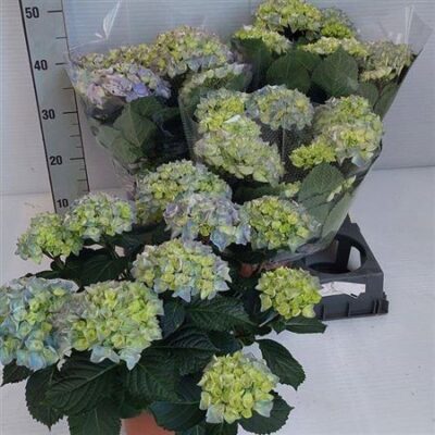 Гортензія 'River'