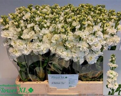 Матіола 'Stox White'