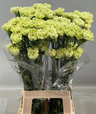 Гвоздика 'Green Park'