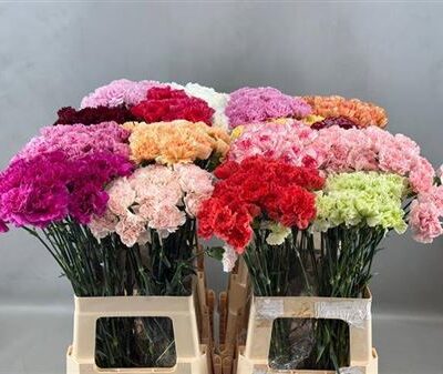 Гвоздика 'Gem In Fust'