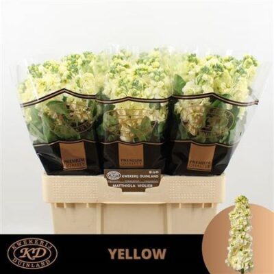 Матіола 'Mathild Yellow'