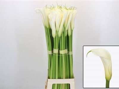 Кала 'Eyd White'