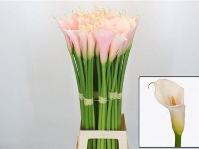 Кала 'Eyd Salmon'