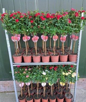 Троянди в горщику 'Mixkar'