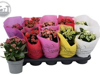 Каланхоє 'Gem5kl'