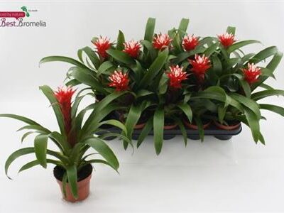 Гузманія 'HOPE'