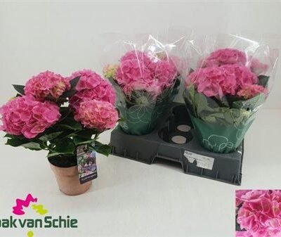 Гортензія 'Ov'