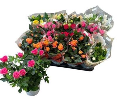 Троянди в горщику 'Gem 7 Srt'