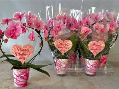 Орхідея 'Ov Roze'