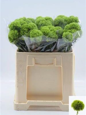 Гвоздика 'Kiwi Mellow'