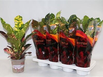 Кротон 'Magnificent'