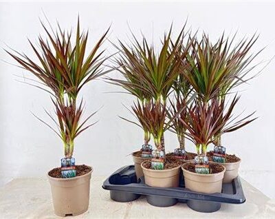 Драцена 'Magenta'