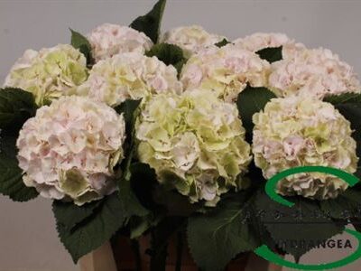 Гортензія 'Sw Verena Cl'