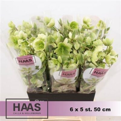 Хелеборус 'Magnif Bells'