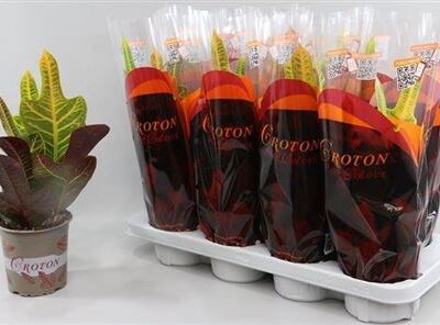 Кротон 'Magnificent'