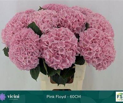 Гортензія 'Mag Pi Floyd'