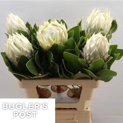 Протея 'Arctic Ice'