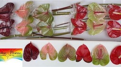 Антуріум 'Gem'