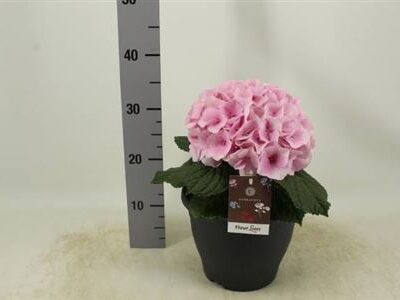 Гортензія 'Fusion'