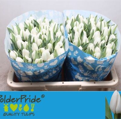 Тюльпан 'Update'