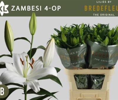 Лілія 'Zambesi'