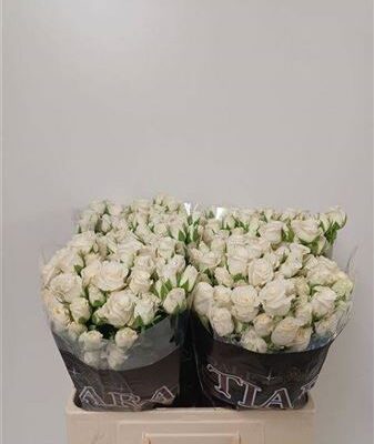 Кущова троянда 'Snowy Blossoms'