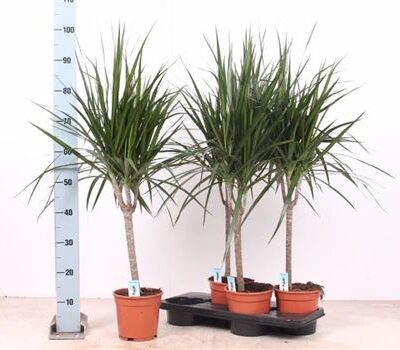 Драцена 'Marginata'