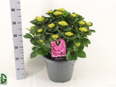 Гортензія 'Anda'