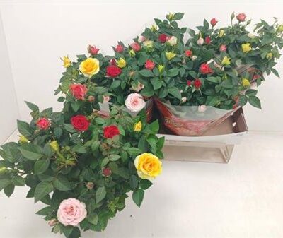 Троянди в горщику 'Gem'