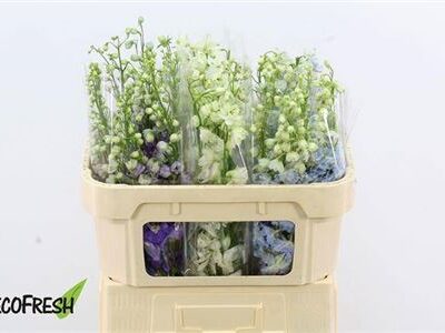 Дельфініум 'Gemengd'