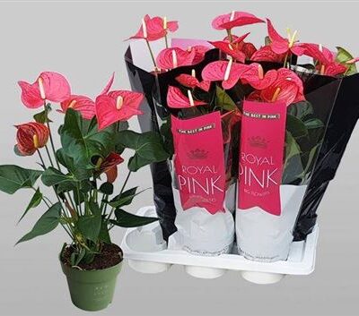 Антуріум 'Maine'