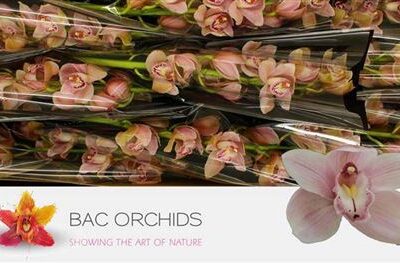 Цимбідіум 'Delmonte'