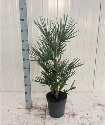 Пальма 'Humilis'