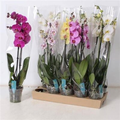 Орхідея 2-х стеблова 'Gem 8 Kl'