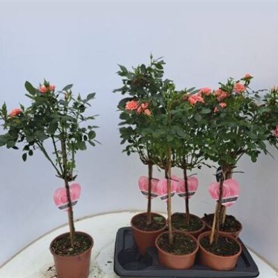 Троянди в горщику 'Ov'