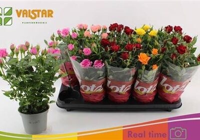 Троянди в горщику 'Gem 7 Srt'