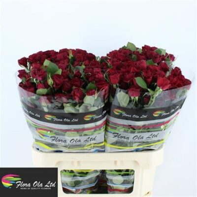 Кущова троянда 'Red Trendsetter'