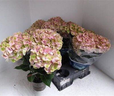 Гортензія 'Rembr Bel Pes'