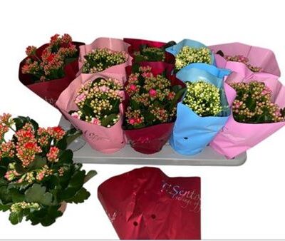 Каланхоє 'Gem5kl'