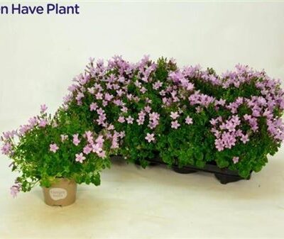 Кампанула 'Porto Pink'