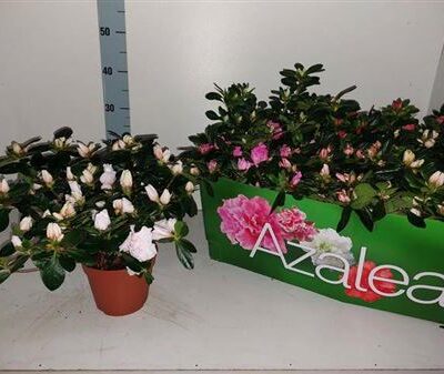 Рододендрон 'Gem'